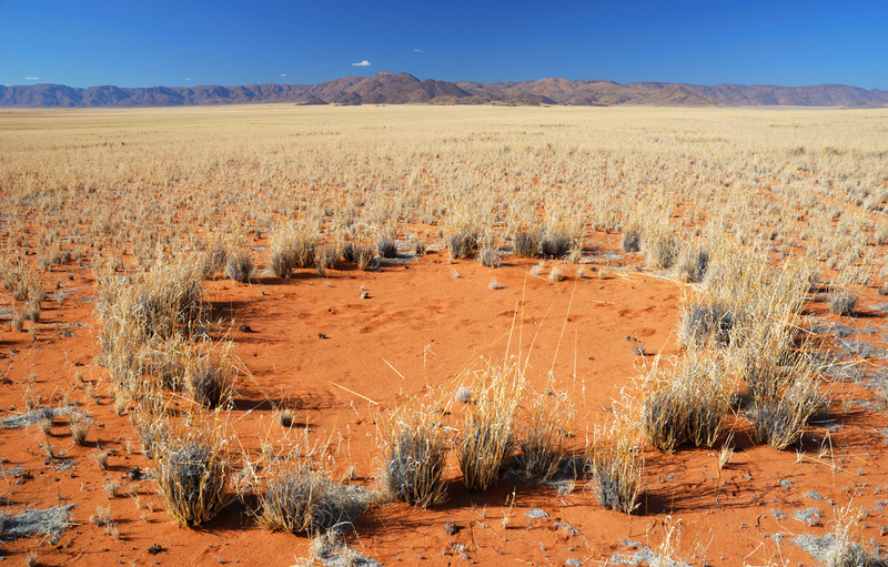 El parche árido permite a las plantas del borde recoger más humedad del suelo. Foto: Orxy / Shutterstock